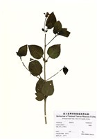 藏品(馬纓丹)的圖片